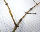 blue-berried honeysuckle (lonicera caerulea), twig with paper-like scaly bark layer. 2009-01-26, Pentax W60.